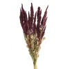 Pomax Fleurs-COLLITA - fleurs séchées - amaranthus natural - H 60 cm - vin