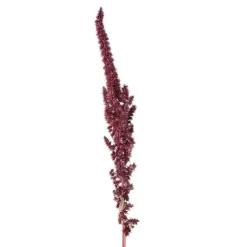 Pomax Fleurs-COLLITA - fleurs séchées - amaranthus natural - H 60 cm - vin