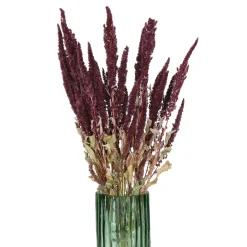 Pomax Fleurs-COLLITA - fleurs séchées - amaranthus natural - H 60 cm - vin