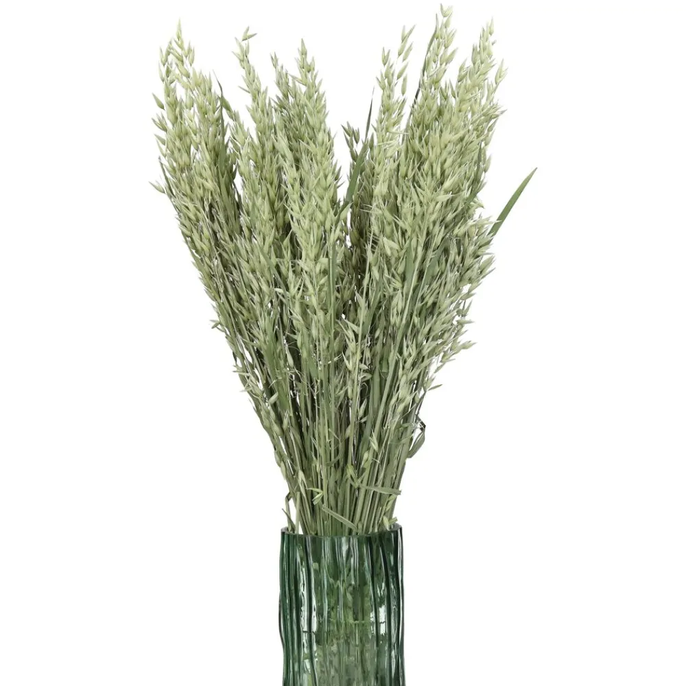 Pomax Fleurs-COLLITA - fleurs séchées - avena natural - H 72 cm - vert