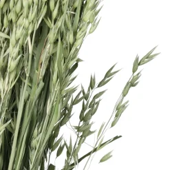 Pomax Fleurs-COLLITA - fleurs séchées - avena natural - H 72 cm - vert
