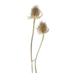 Pomax Fleurs-COLLITA - fleurs séchées - chardon natural - H 50 cm - naturel