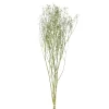 Pomax Fleurs-COLLITA - fleurs séchées - gypsophila natura - H 63 cm - blanc