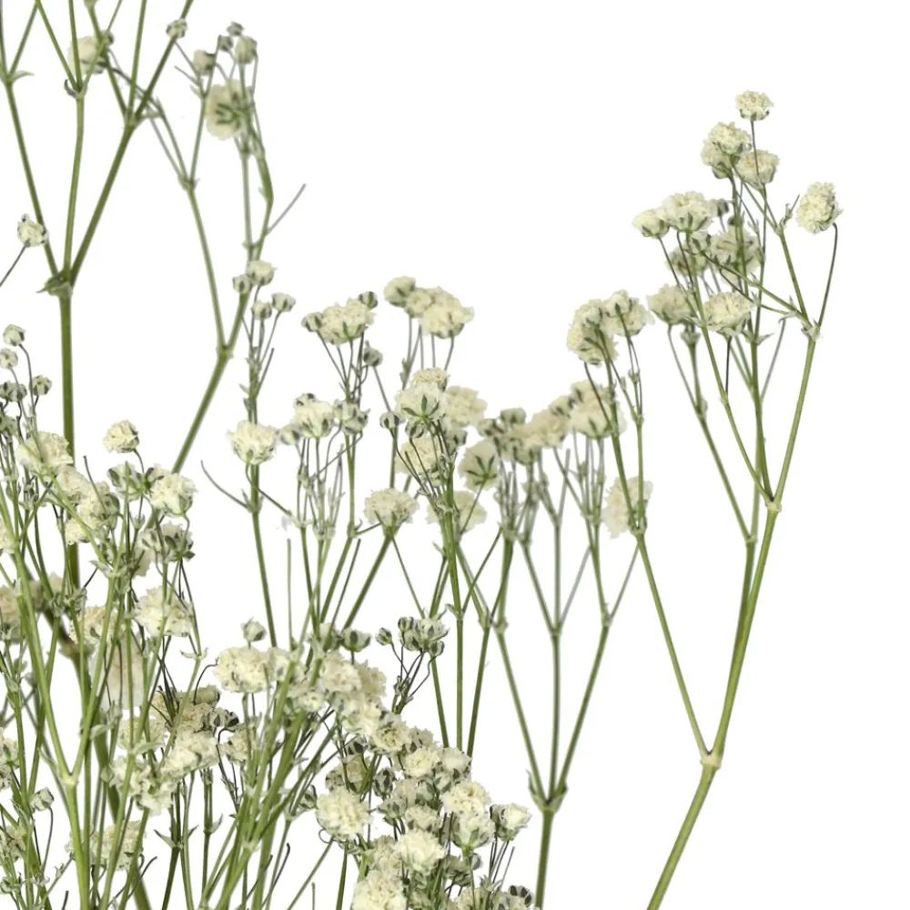 Pomax Fleurs-COLLITA - fleurs séchées - gypsophila natura - H 63 cm - blanc