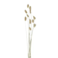 Pomax Fleurs-COLLITA - fleurs séchées - lagurus ovatus natural - H 65 cm - naturel