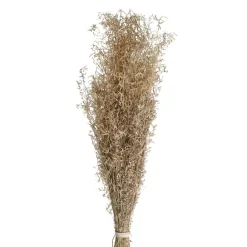 Pomax Fleurs-COLLITA - fleurs séchées - munni grass natural - H 70 cm - naturel