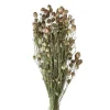 Pomax Fleurs-COLLITA - fleurs séchées - nigella natural - H 62 cm - vert