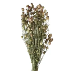 Pomax Fleurs-COLLITA - fleurs séchées - nigella natural - H 62 cm - vert