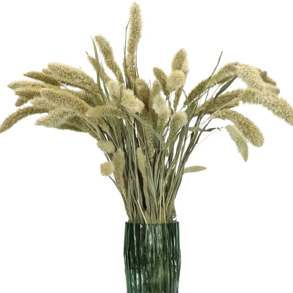 Pomax Fleurs-COLLITA - fleurs séchées - setarea natural - H 70 cm - vert